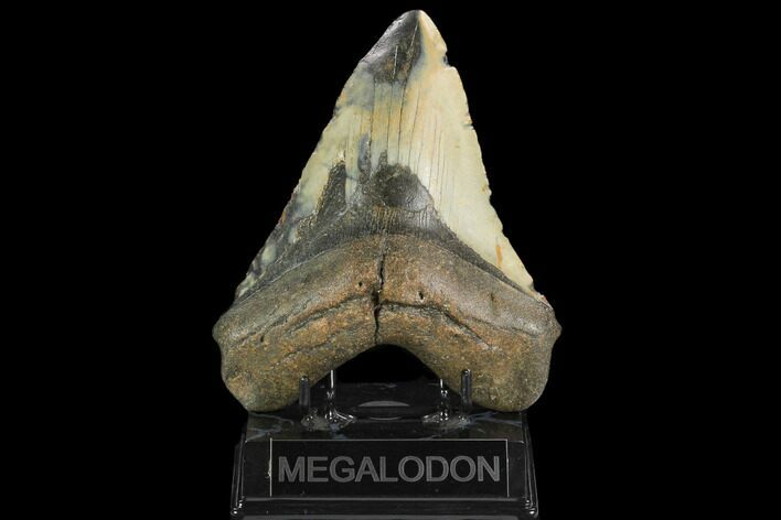 Huge, Fossil Megalodon Tooth - North Carolina #124457